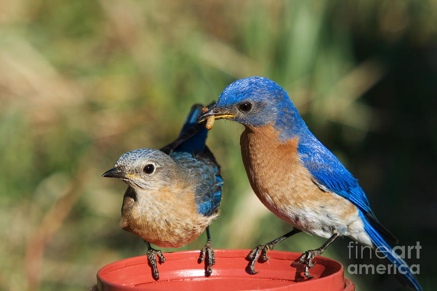 Eastern Bluebird Feeding Mate Photograph By Linda Freshwaters Arndt ...