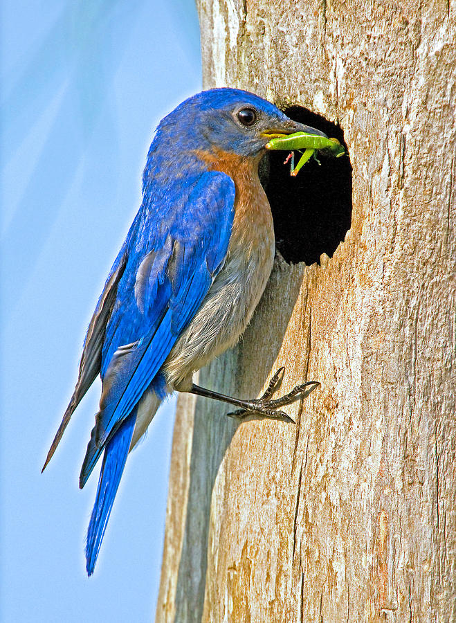 Nature Photograph - Eastern Bluebird Male #1 by Millard H. Sharp