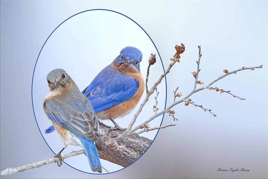 Bird Photograph - Eastern Bluebird Pair #1 by Bonnie Barry