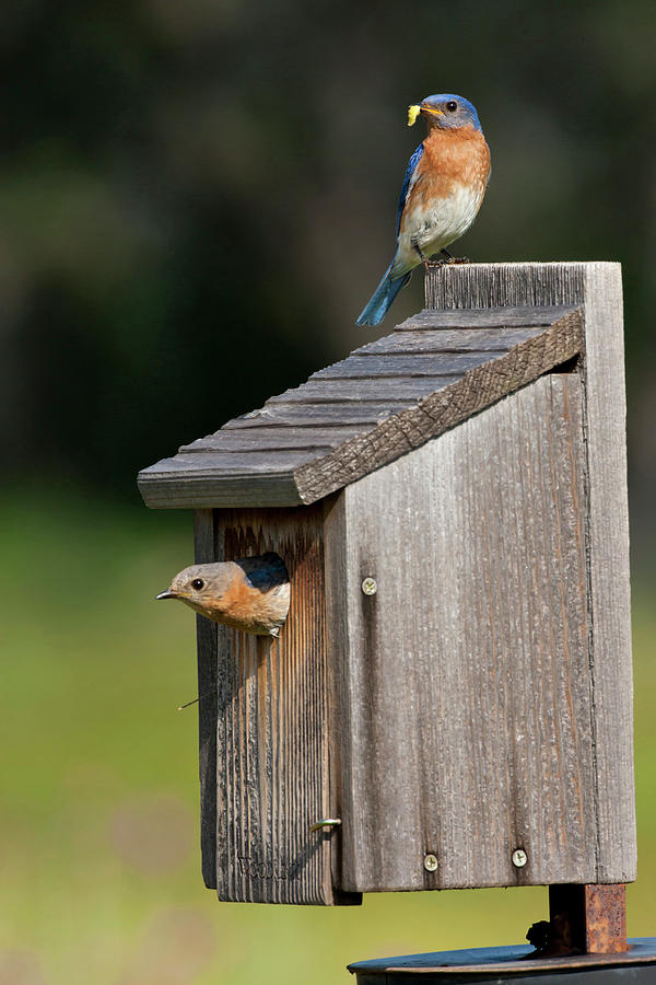 Eastern Bluebird (sialia Sialis Photograph by Larry Ditto | Fine Art ...