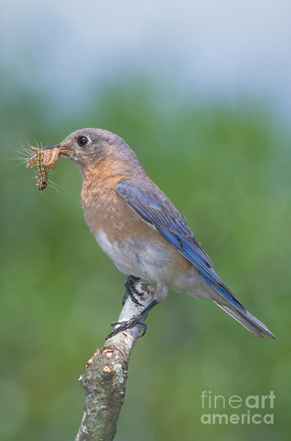 Bluebird Photograph - Eastern Bluebird Sialia Sialis #1 by Millard H. Sharp