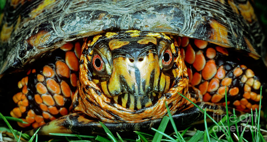 Eastern Box Turtle #1 Photograph by Millard H. Sharp