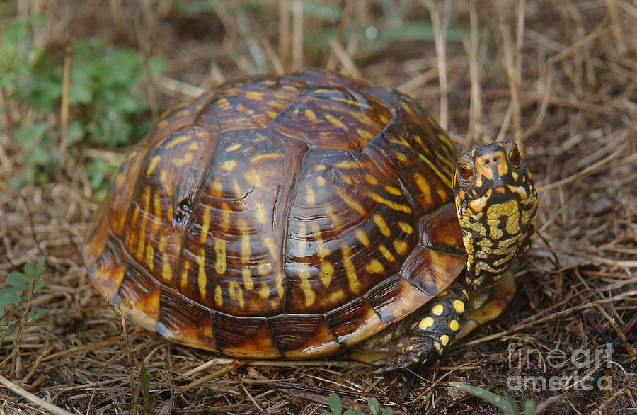 Eastern Box Turtle Photograph By Susan Leavines - Fine Art America