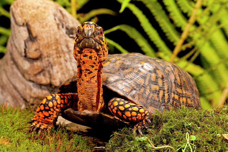 Nature Photograph - Eastern Box Turtle, Terrapene Carolina #1 by David Northcott
