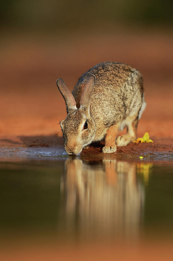 Spring Photograph - Eastern Cottontail (sylvilagus #1 by Rolf Nussbaumer