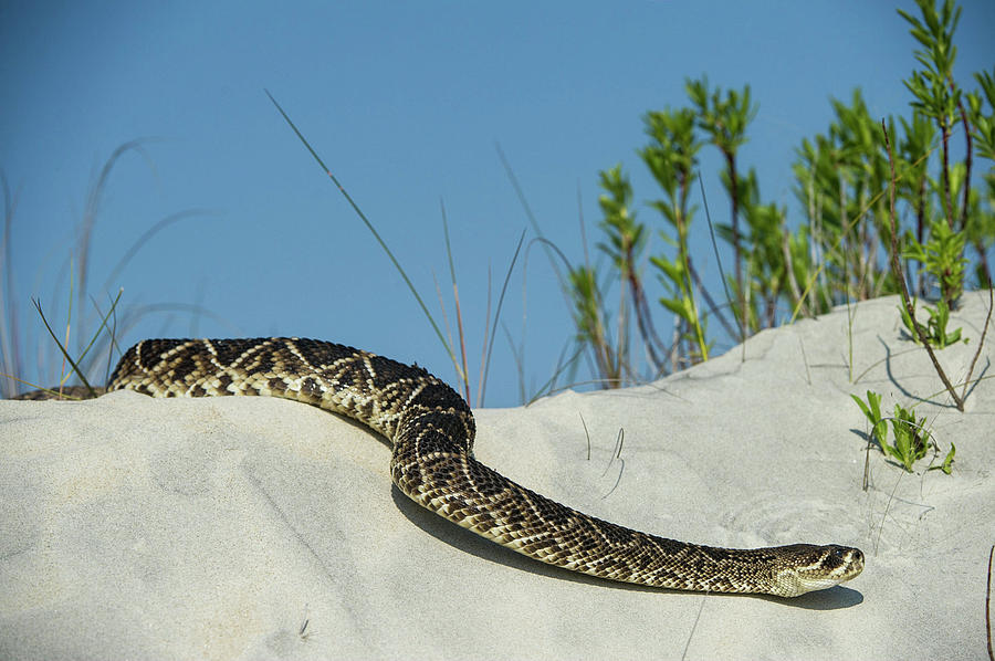 Snake Photograph - Eastern Diamondback Rattlesnake #1 by Pete Oxford