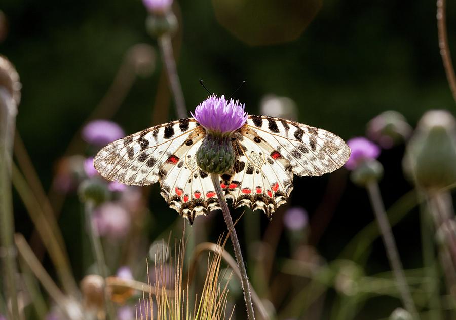 Eastern Festoon Butterfly Photograph by Bob Gibbons Fine Art America
