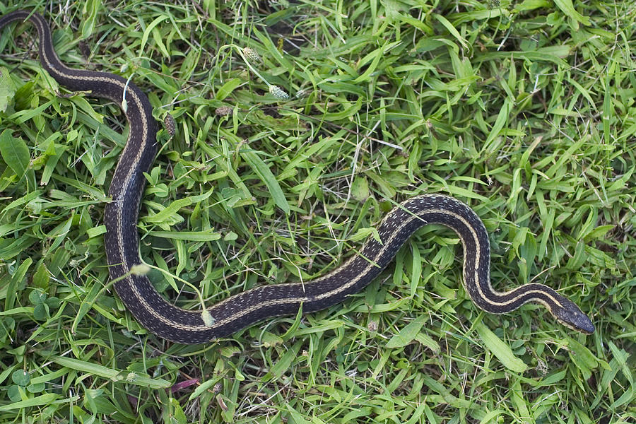 Eastern Garter Snake #1 Photograph by Paul Whitten