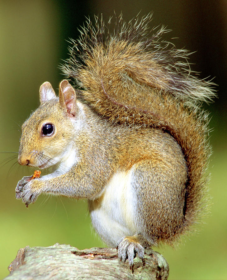 Nature Photograph - Eastern Gray Squirrel #6 by Millard H Sharp