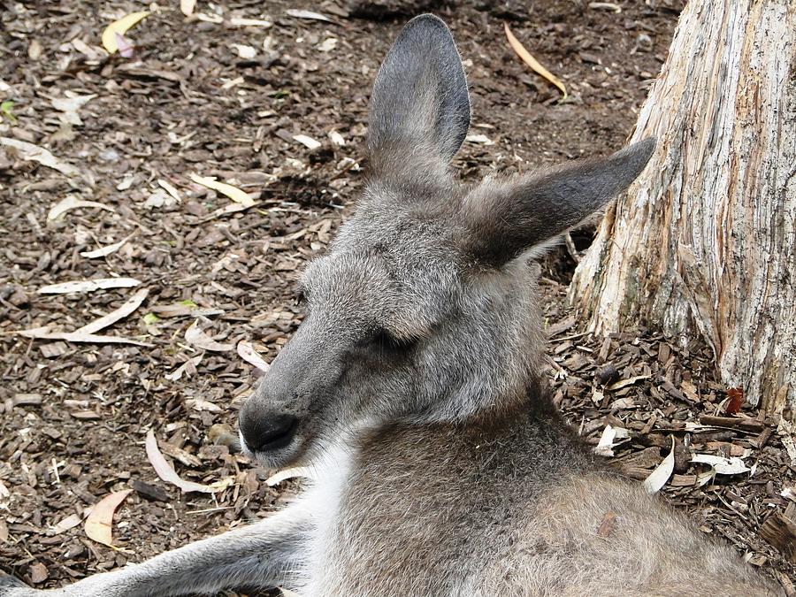 Eastern Grey Kangaroo Photograph