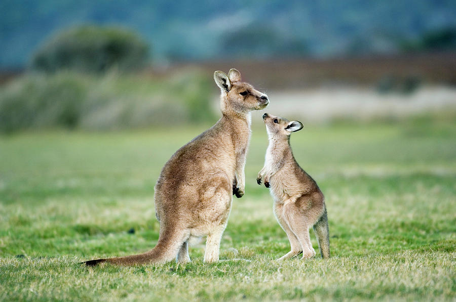 Eastern Grey Kangaroos Photograph by Tony Camacho/science Photo Library ...