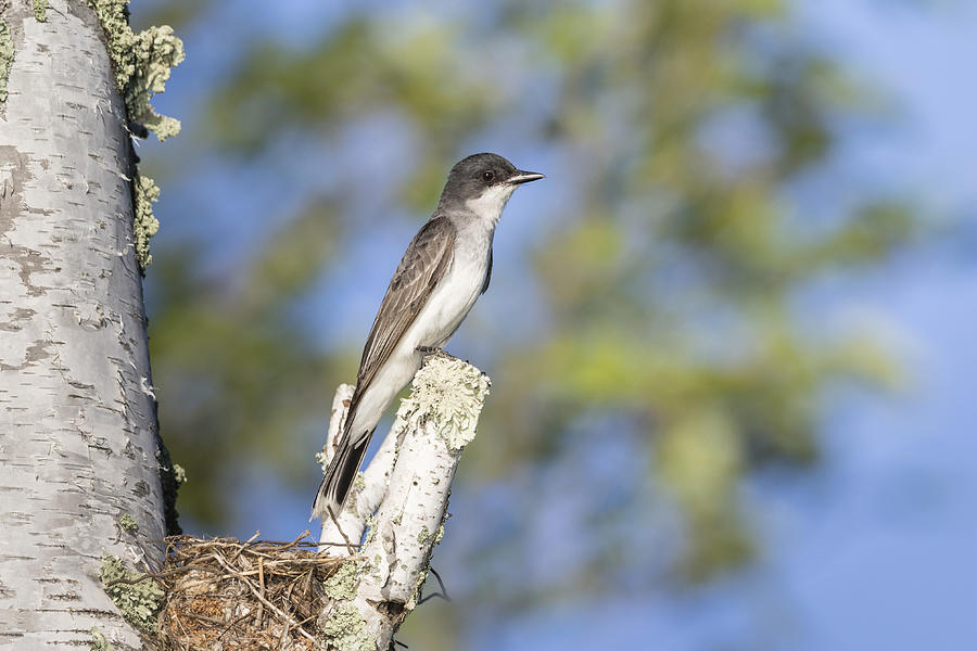 Eastern Kingbird At Nest Site #1 Photograph by Linda Arndt