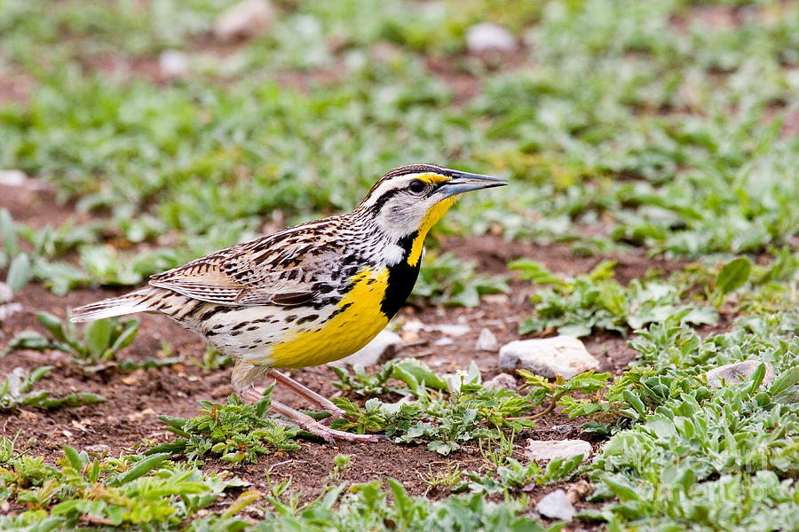 Eastern Meadowlark Sturnella Magna #1 Photograph by Gregory G. Dimijian