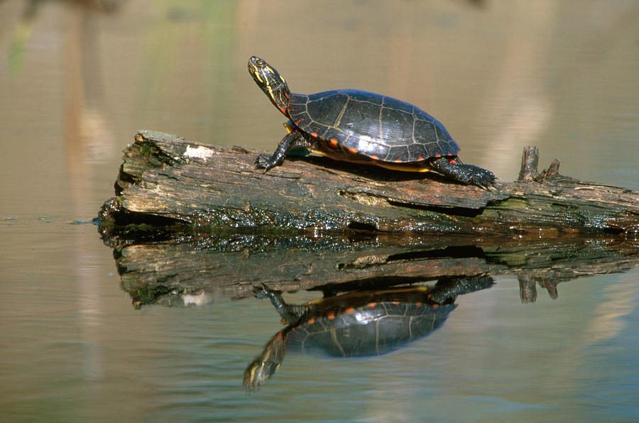 Eastern Painted Turtle #1 Photograph by Paul J. Fusco
