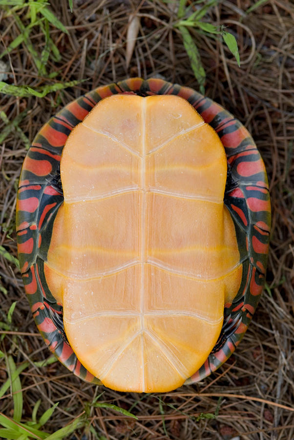 Eastern Painted Turtle #1 Photograph by Paul Whitten
