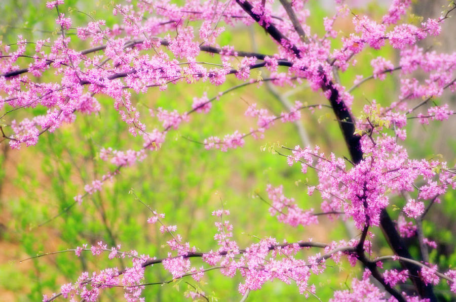 Spring Photograph - Eastern Redbud (cercis Canadensis) #1 by Maria Mosolova/science Photo Library