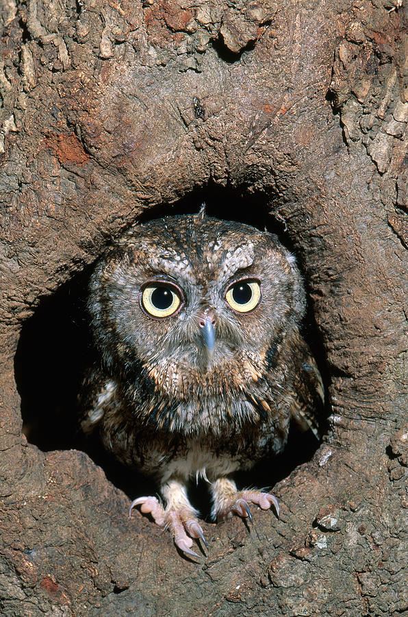 Owl Photograph - Eastern Screech Owl #1 by Millard H. Sharp
