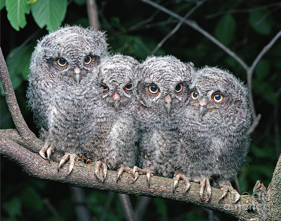Eastern Screech Owls #1 Photograph by Ron Austing