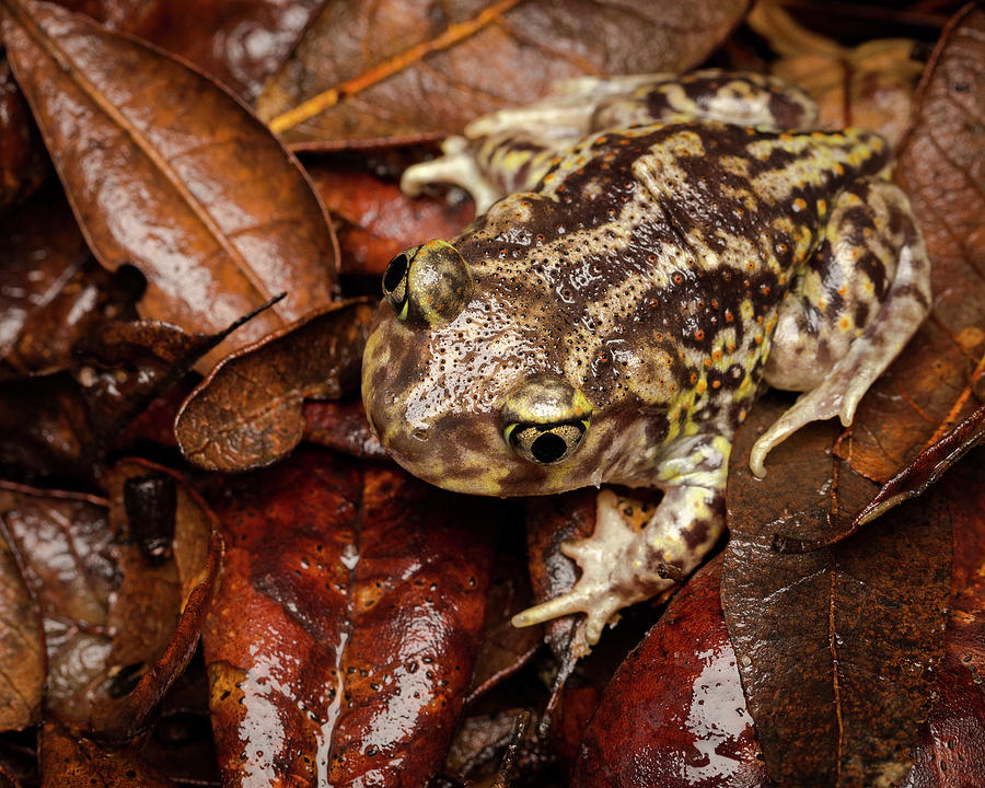 Nature Photograph - Eastern Spadefoot Toad, Scaphiopus #1 by Maresa Pryor