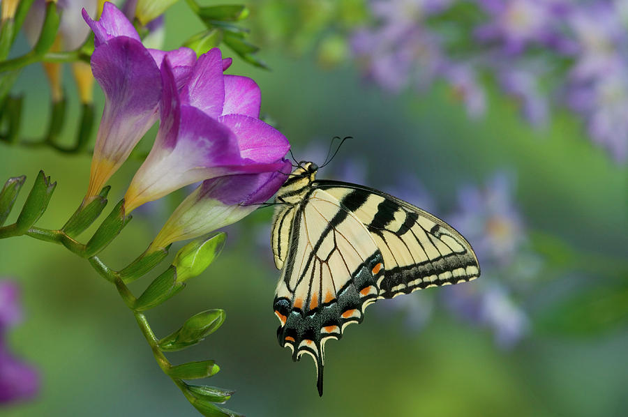 Eastern Tiger Swallowtail Butterfly #1 Photograph by Darrell Gulin Eastern Tiger Swallowtail Butterfly #1 Photograph by Darrell Gulin
