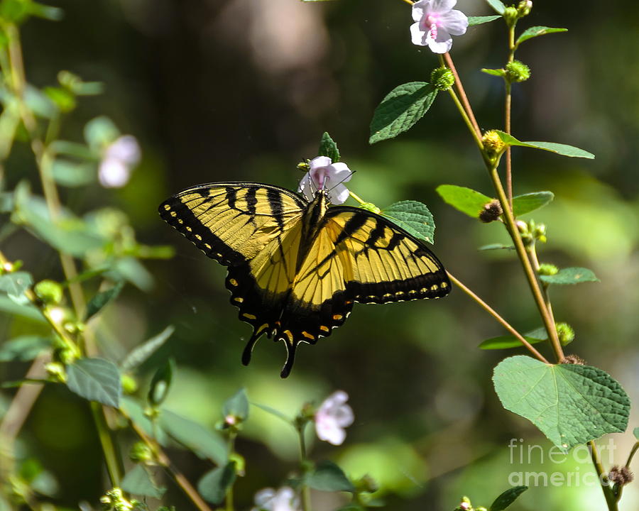Butterfly Photograph - Eastern Tiger Swallowtail by Carol  Bradley
