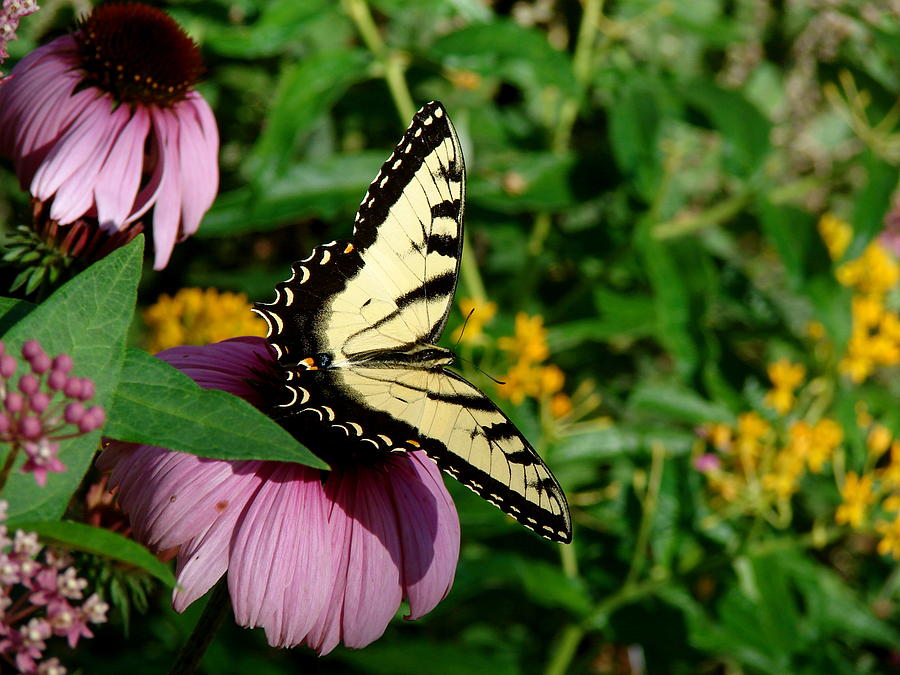 Eastern Tiger Swallowtail on Coneflower Photograph by Adam Kimpton