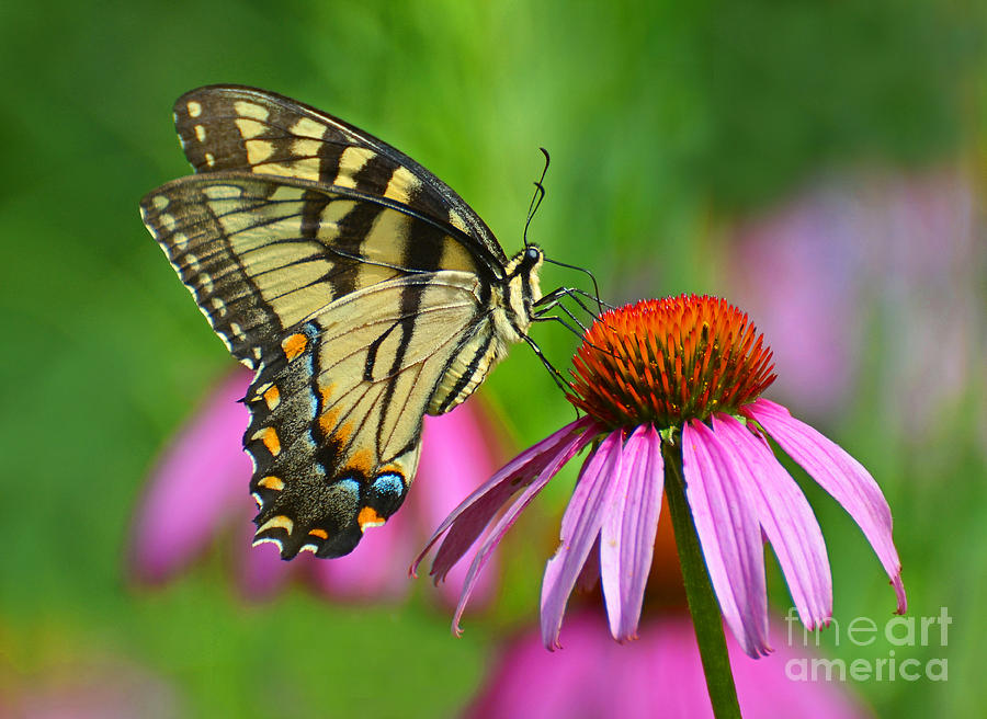 Eastern Tiger Swallowtail  #1 Photograph by Rodney Campbell