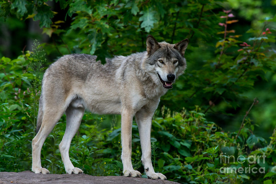 Eastern Timber Wolf On The Lookout Photograph