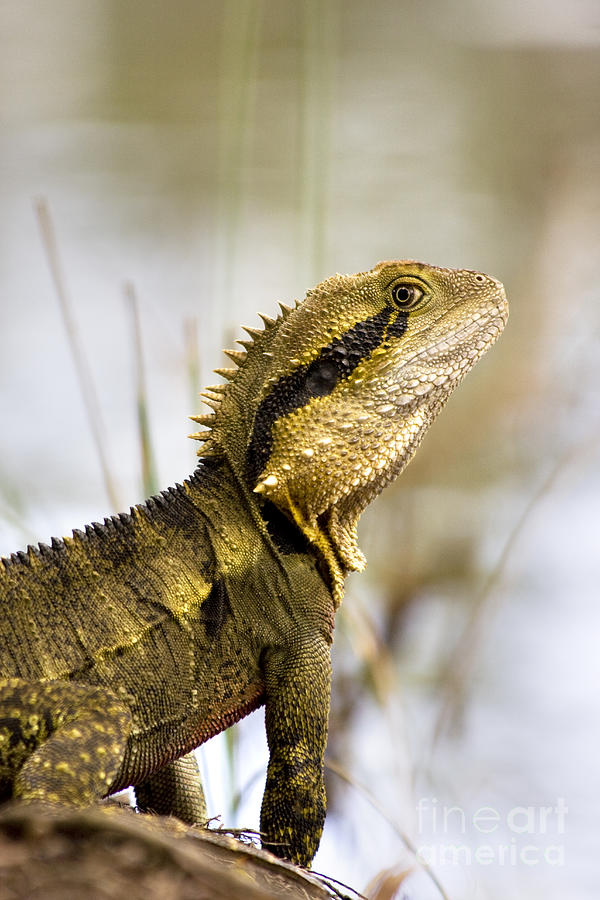 Eastern Water Dragon Photograph by Jorgo Photography