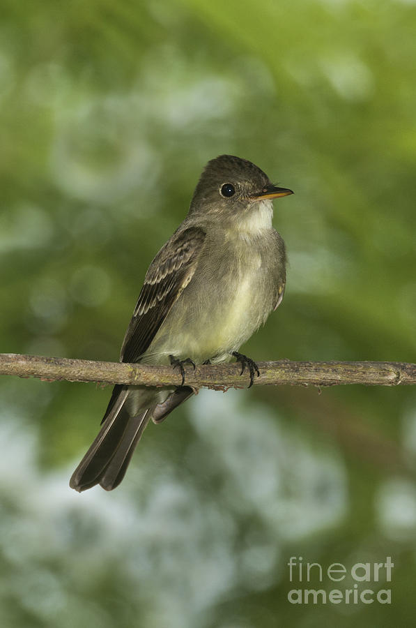 Eastern Wood Pewee #1 Photograph by Anthony Mercieca