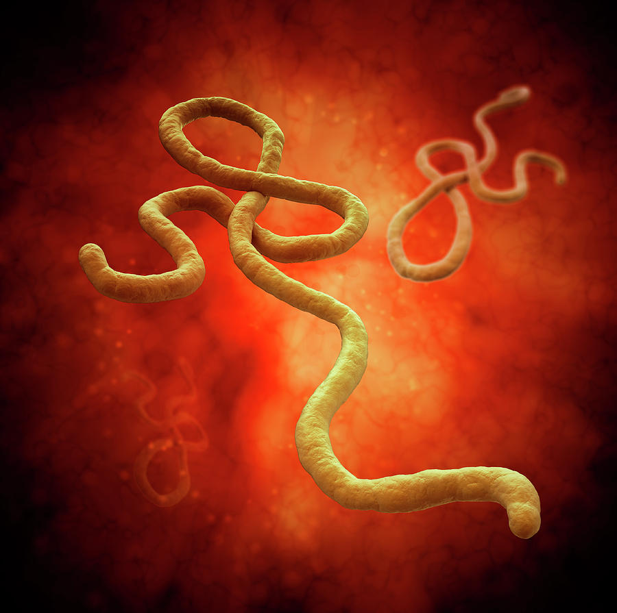 Ebola Virus #1 Photograph by Andrzej Wojcicki