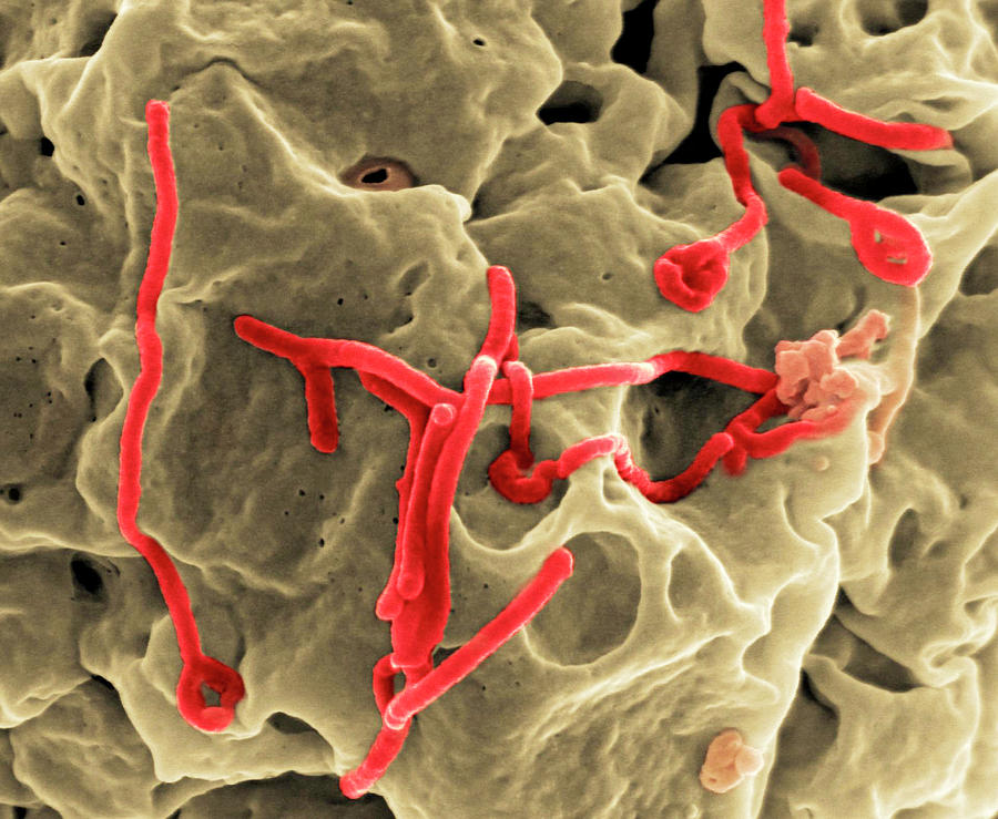 Ebola Virus Budding From Cell #1 Photograph by National Institutes Of Health/niaid
