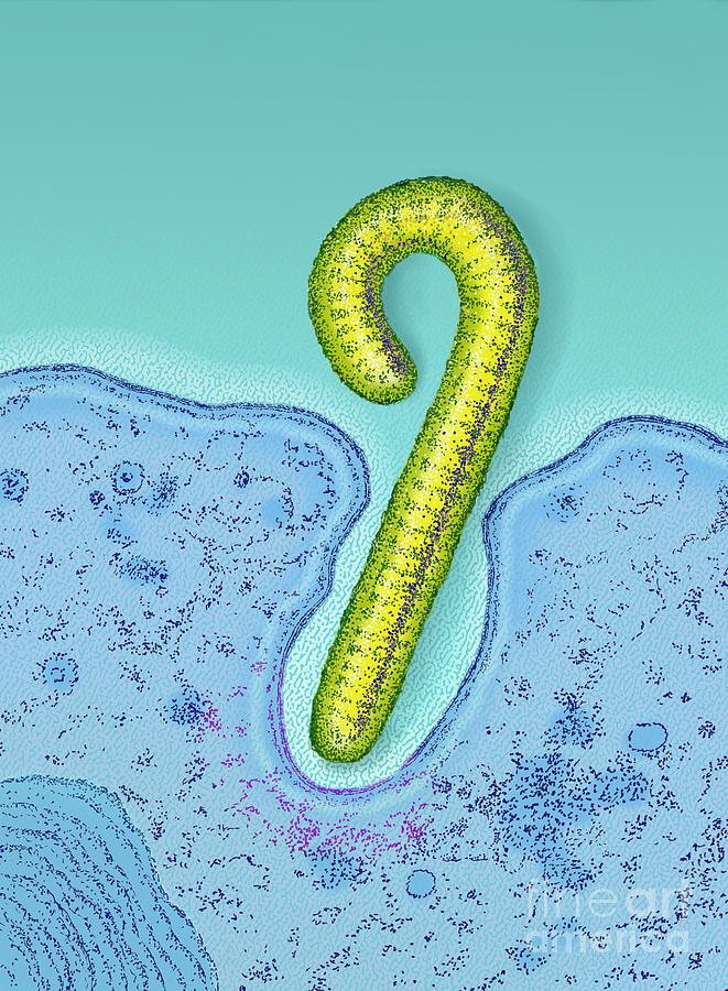 Ebola Virus #1 Photograph by Chris Bjornberg