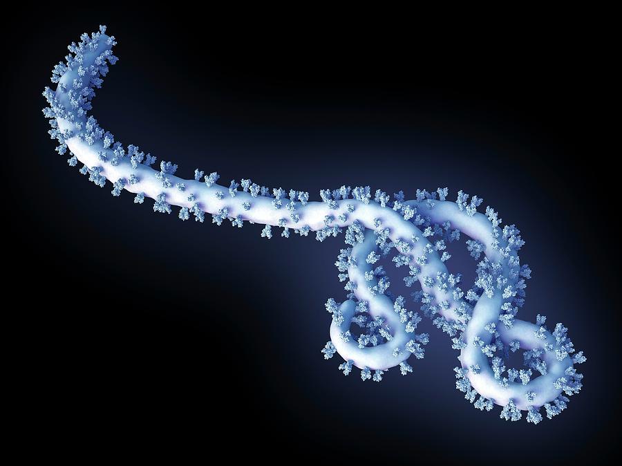 Ebola Virus Particle #1 Photograph by Maurizio De Angelis