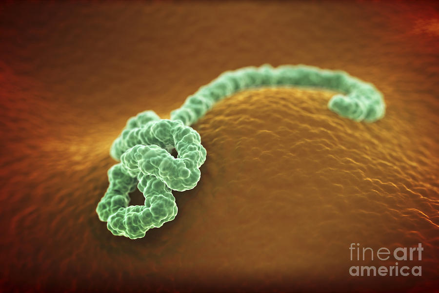 Ebola Virus #1 Photograph by Science Picture Co