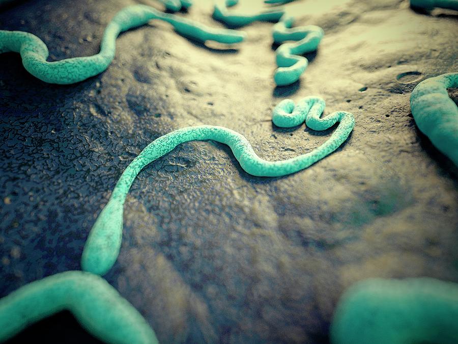 Ebola Virus #1 Photograph by Science Photo Library Ebola Virus #1 Photograph by Science Photo Library