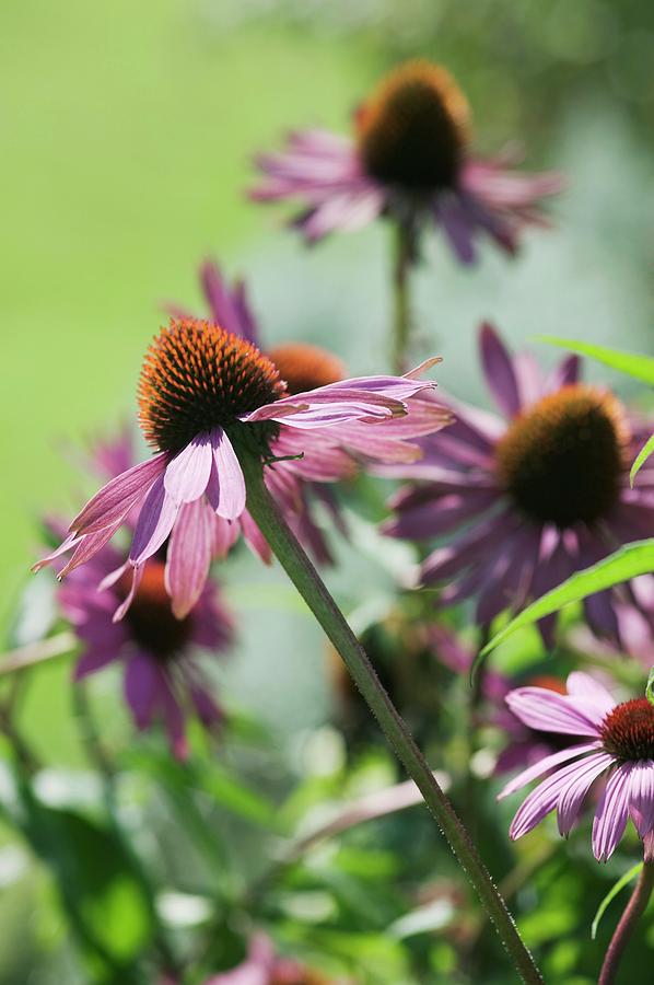 Flower Photograph - Echinacea Flower (echinacea Purpurea) #1 by Gustoimages/science Photo Library