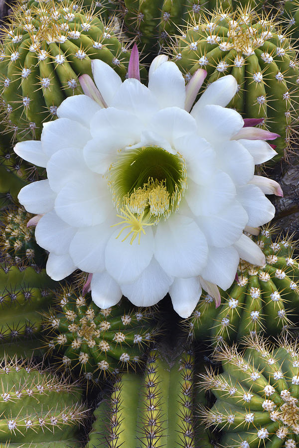 Echinopsis Candicans Photograph by Dean Hueber - Pixels