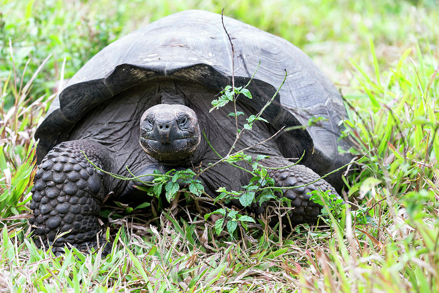 Ecuador, Galapagos Islands, Santa Cruz Photograph by Ellen Goff - Fine ...