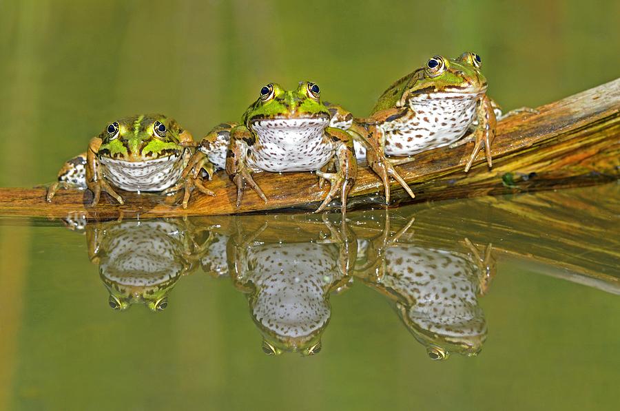 Animal Photograph - Edible frogs on a log #1 by Science Photo Library
