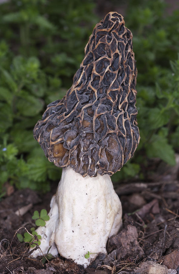 Edible Morel Fungus Mushroom #1 Photograph by Scott Camazine