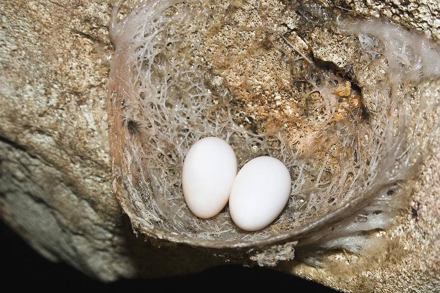 Edible-nest Swiftlet Nest With Eggs #1 Photograph by Konrad Wothe