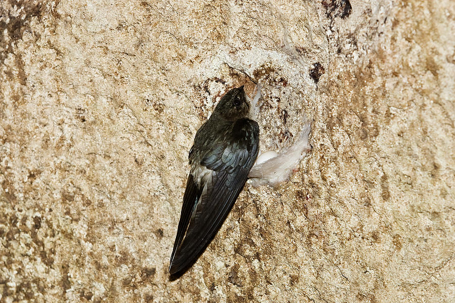 Edible-nest Swiftlet On Nest #1 Photograph by Konrad Wothe