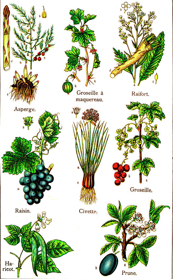 Foliage plants list information