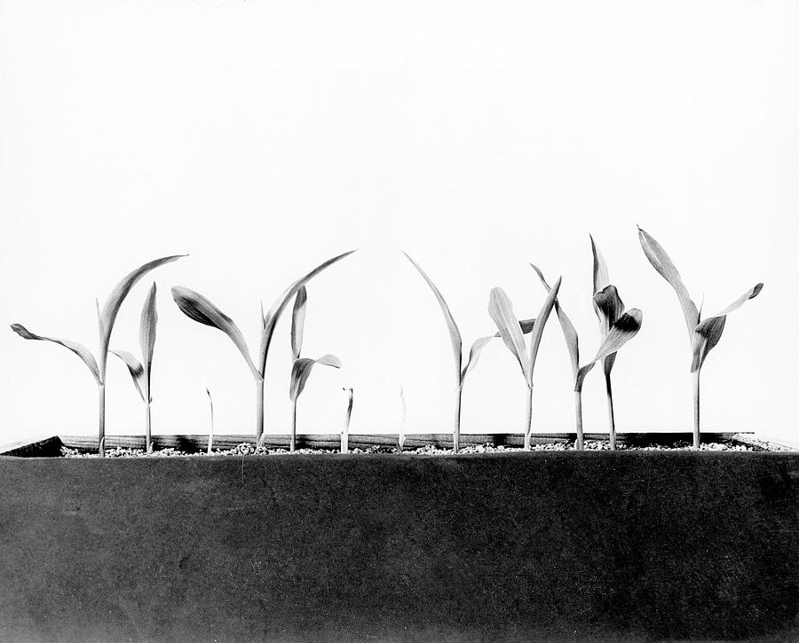 Effects Of Irradiation On Corn Photograph by Us Department Of Energy