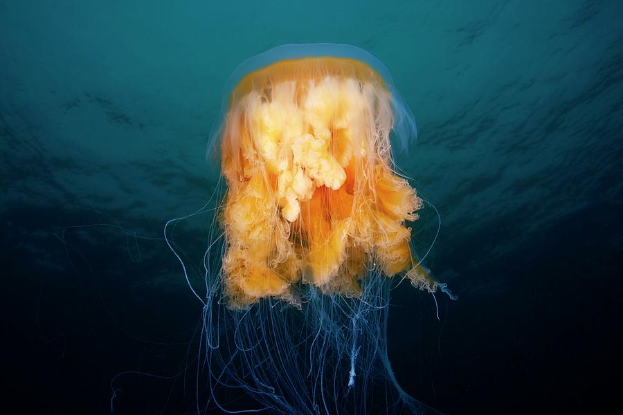 Nature Photograph - Egg-yolk Jellyfish #1 by Alexander Semenov/science Photo Library