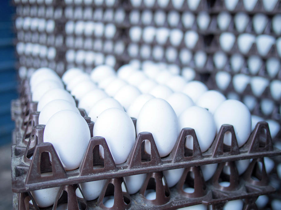 City Photograph - Eggs Get Stacked In Crates #1 by David H. Wells