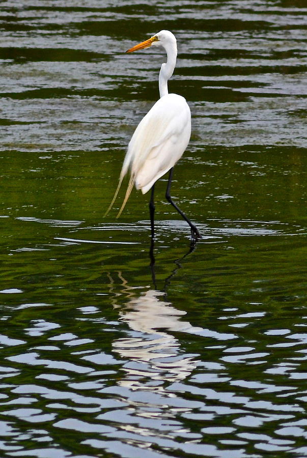 Egret #1 Photograph by Frozen in Time Fine Art Photography