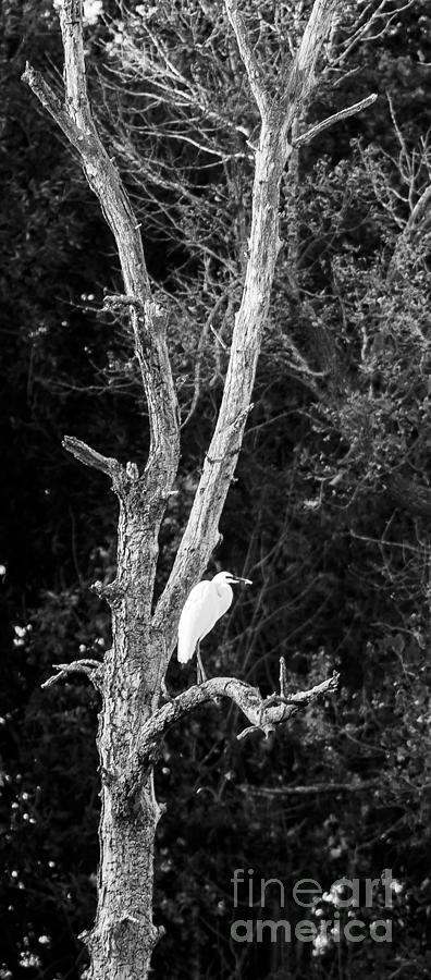 Egret #3 Photograph by Steven Ralser