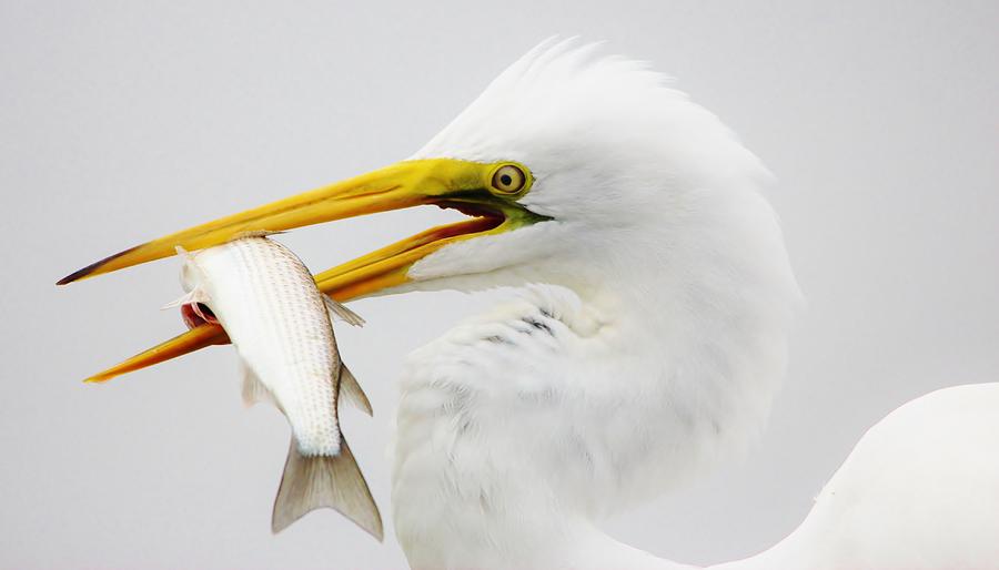 Egret Photograph - Egret with his catch of the day #2 by Paulette Thomas